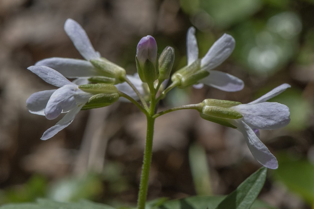 a close up of a flower