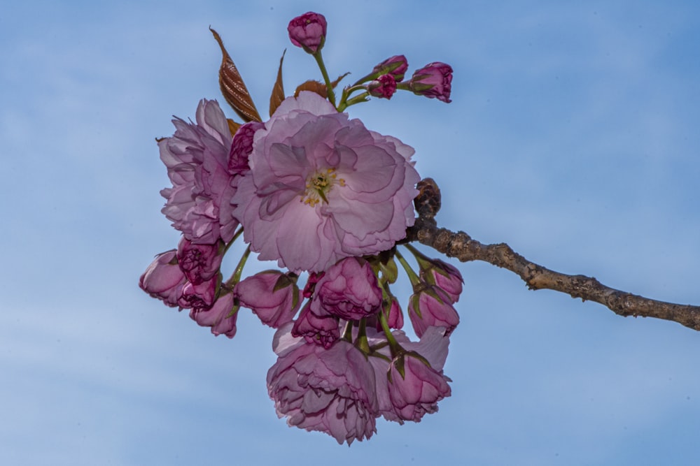 a branch with pink flowers