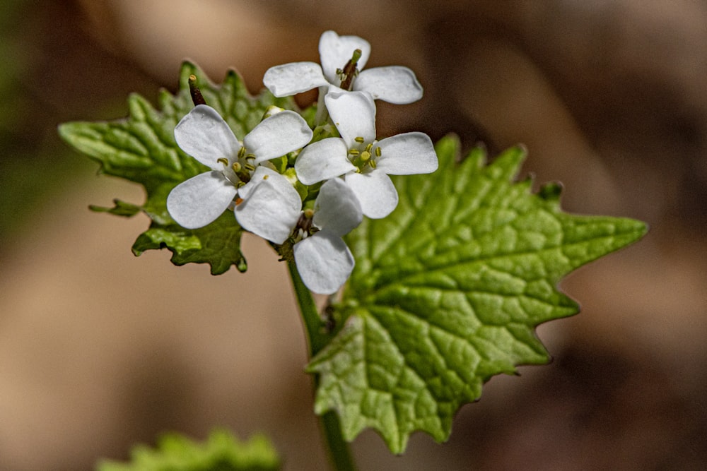 a close-up of a flower