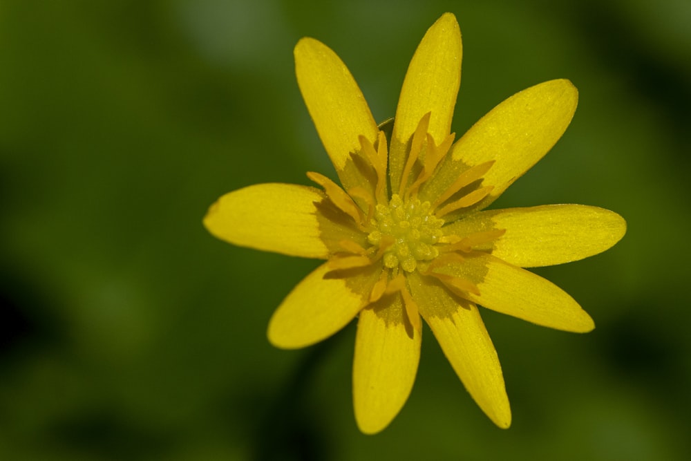 eine gelbe Blume mit grünem Hintergrund