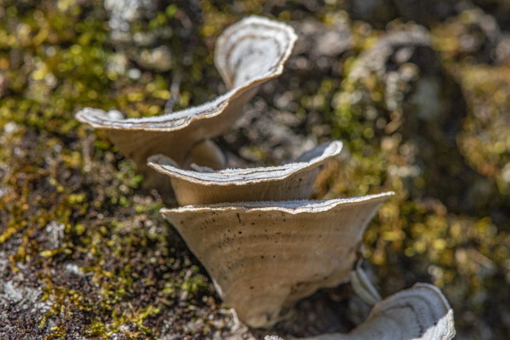 a close-up of a mushroom