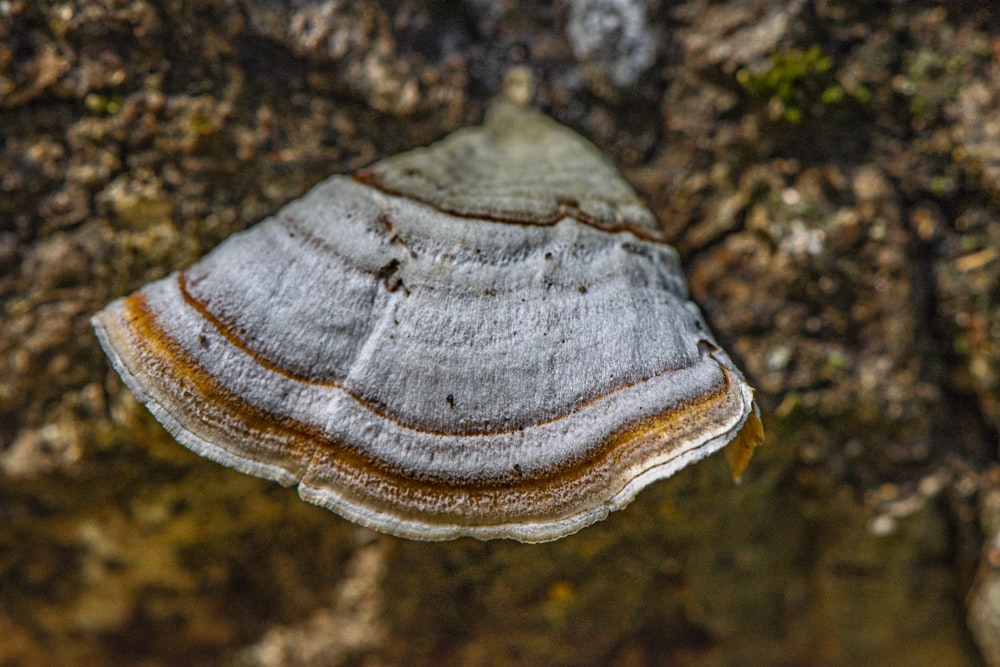 a brown and white mushroom