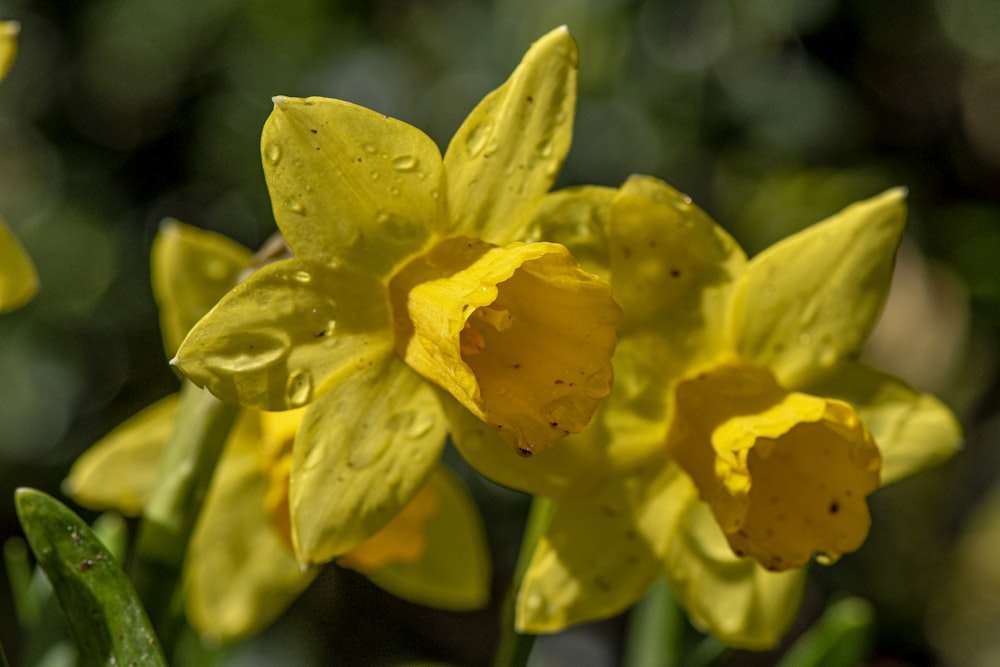 a close up of yellow flowers