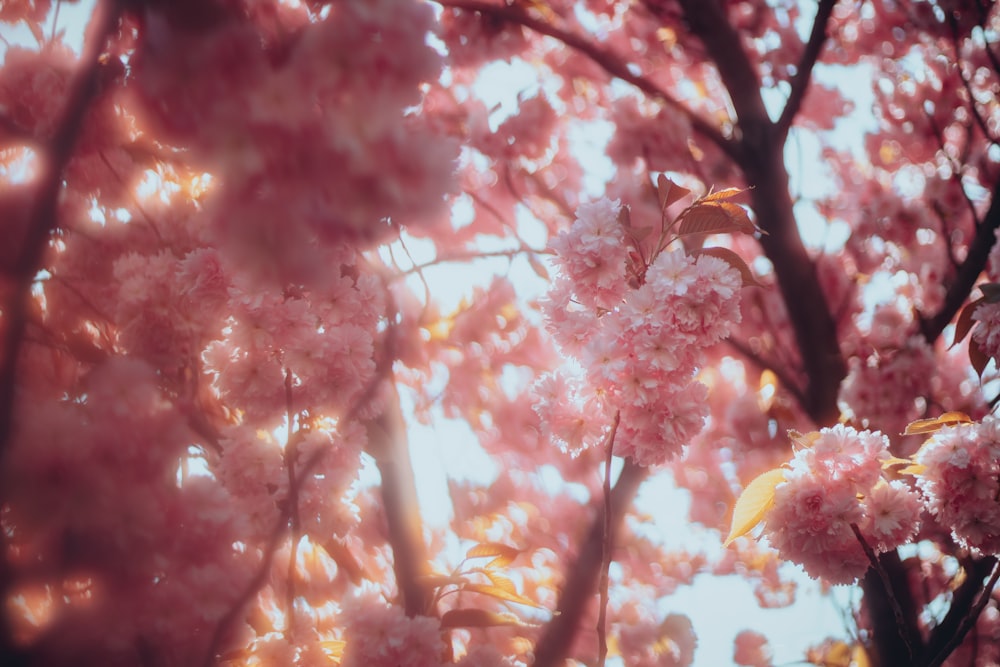 a tree with pink flowers