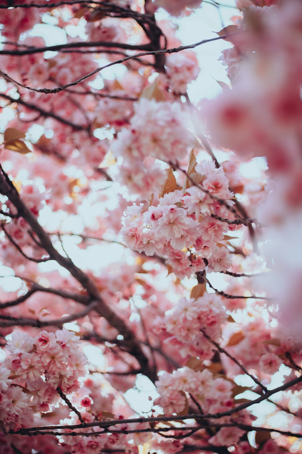 pink flowers on a tree