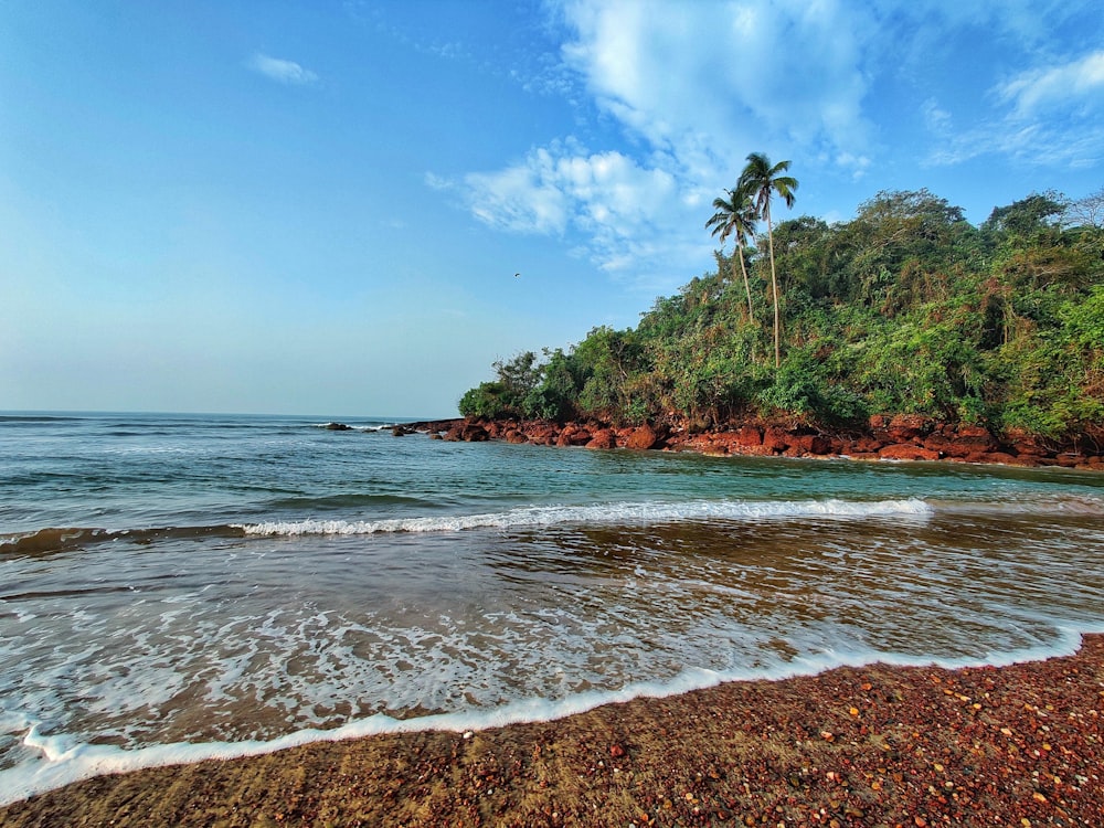 a beach with trees and rocks