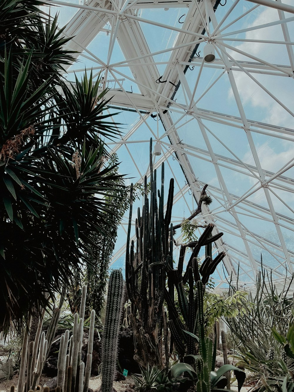 a large glass dome with plants