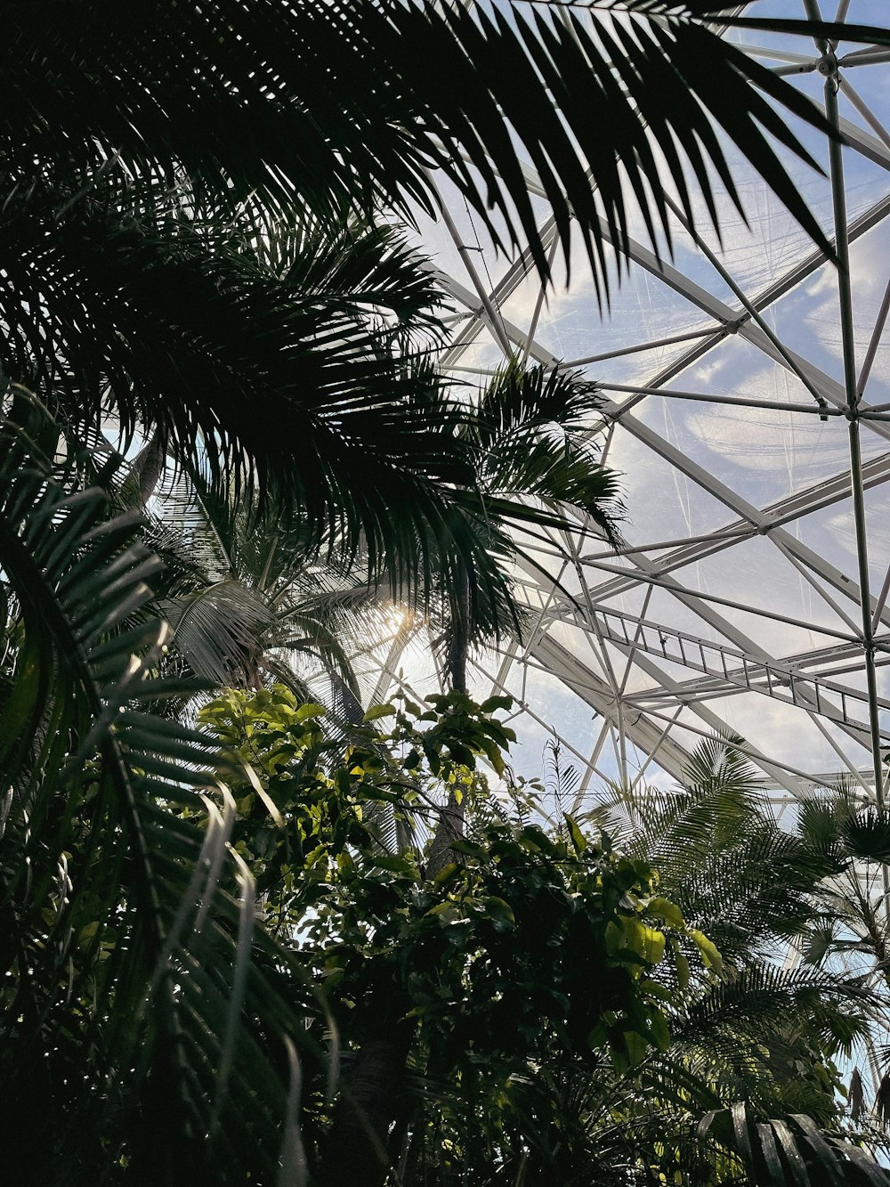 a group of palm trees