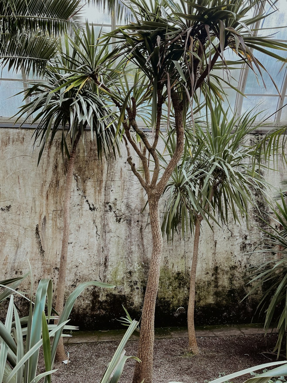 a group of palm trees