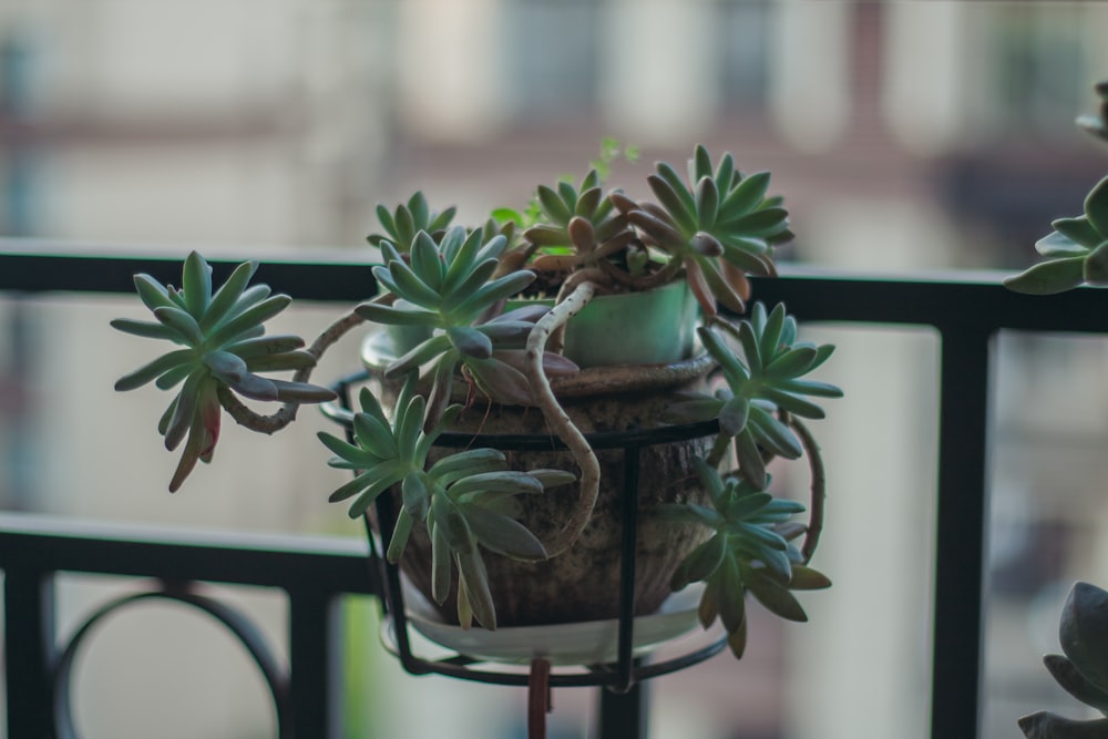 a plant in a pot