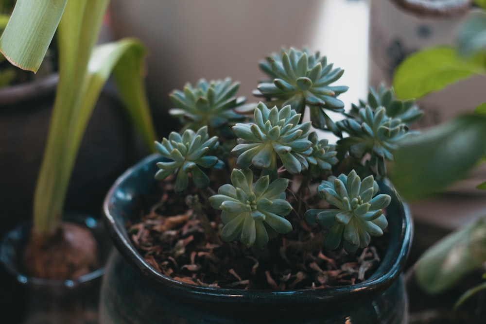 a potted cactus in a room