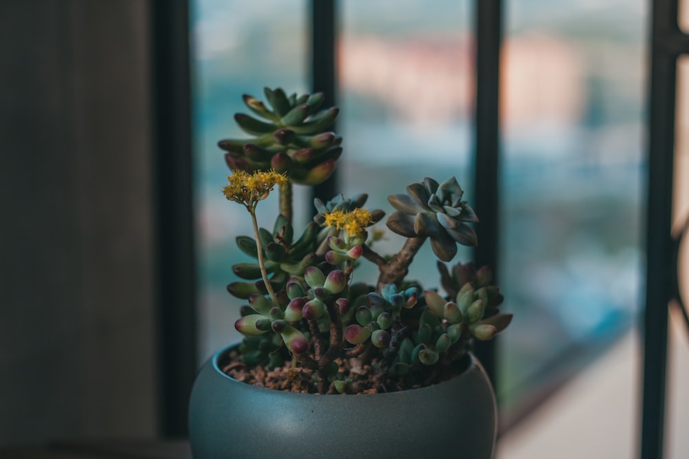 a potted cactus in front of a window
