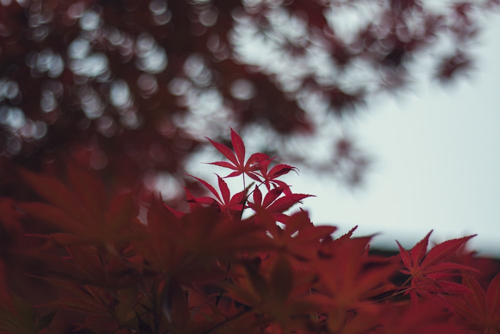 red leaves on a tree