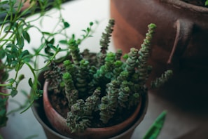 A cozy urban apartment corner featuring several succulents arranged with natural light