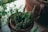 Several potted plants are arranged with a focus on a succulent with thick, spiral-shaped leaves. The setting appears to be indoors or on a windowsill, with soft natural lighting adding a cozy atmosphere.