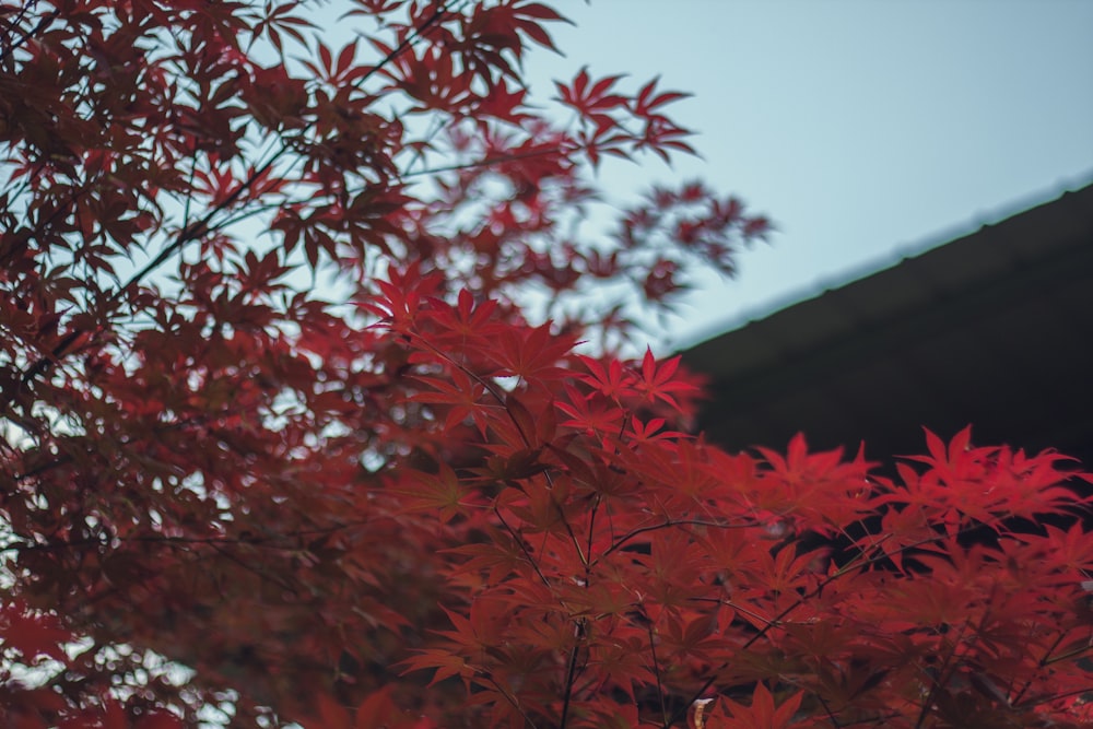 a tree with red leaves