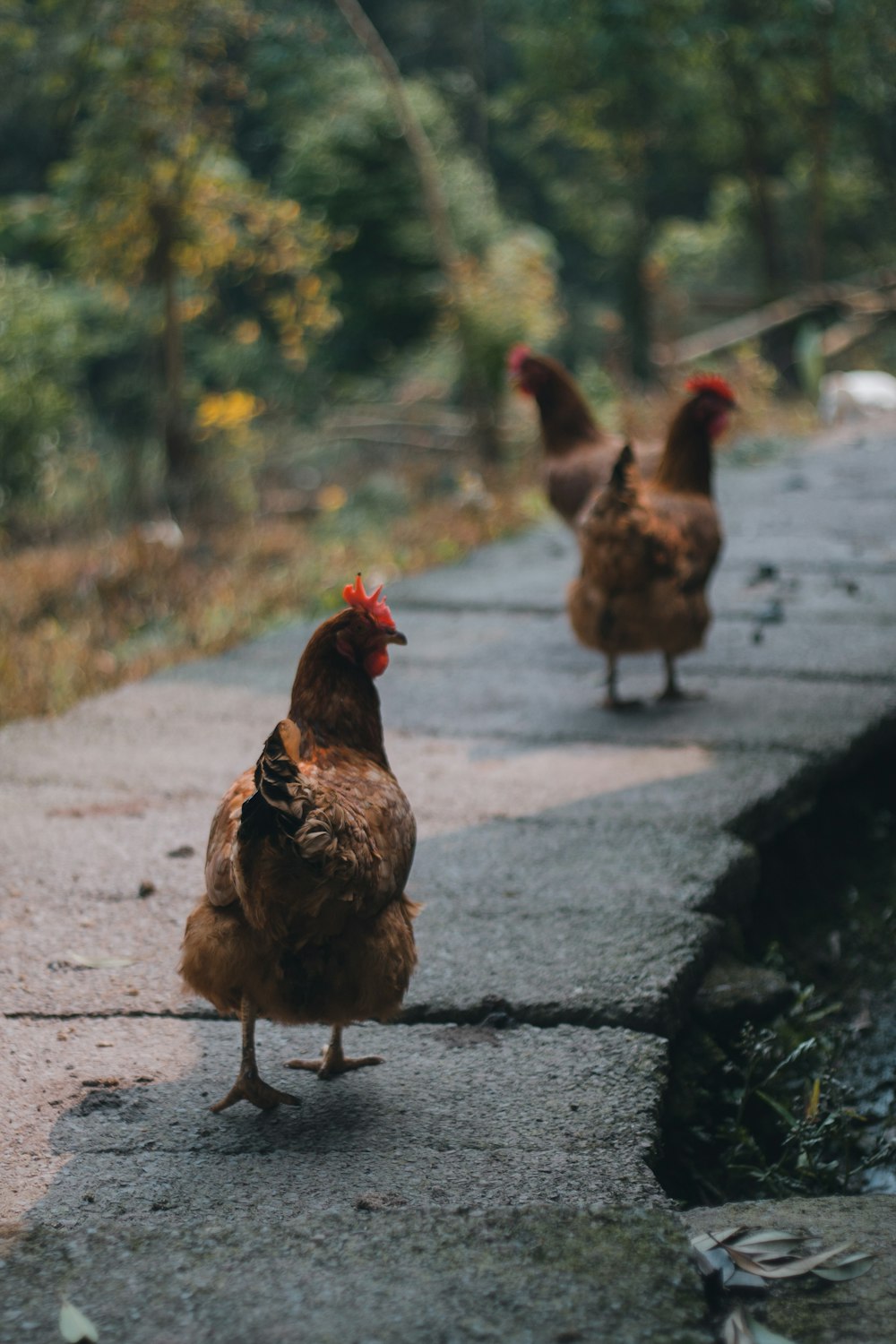 a group of chickens walking on a road