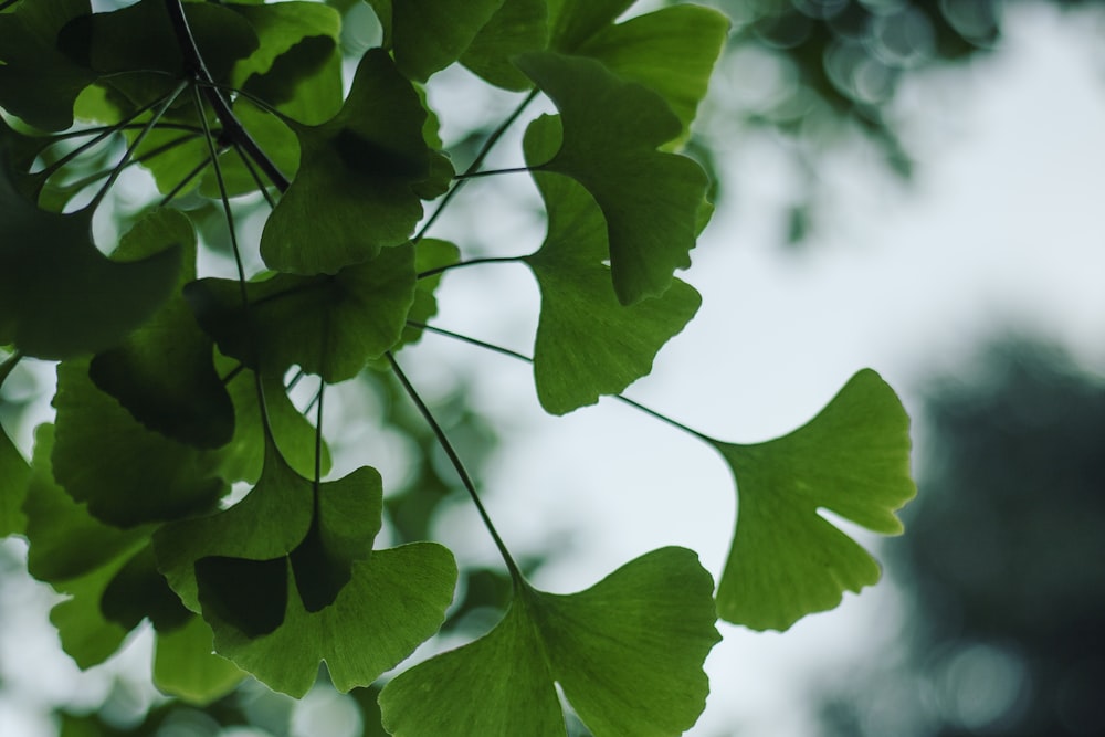 a close up of a plant