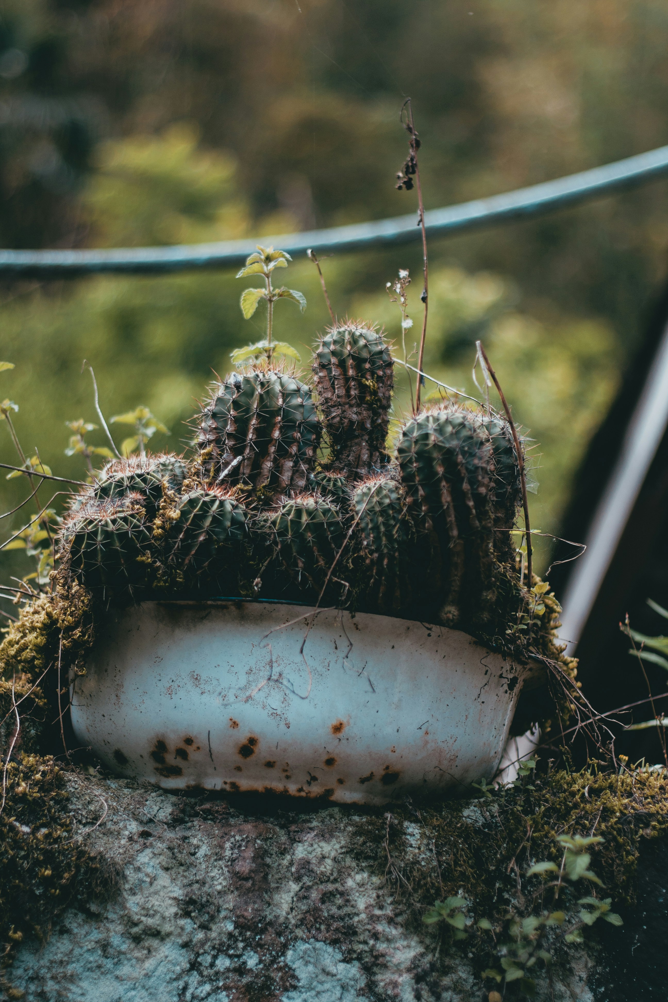 a plant in a pot