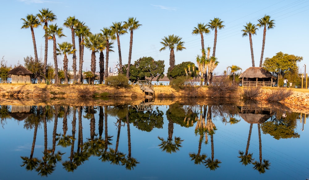 a body of water with trees around it