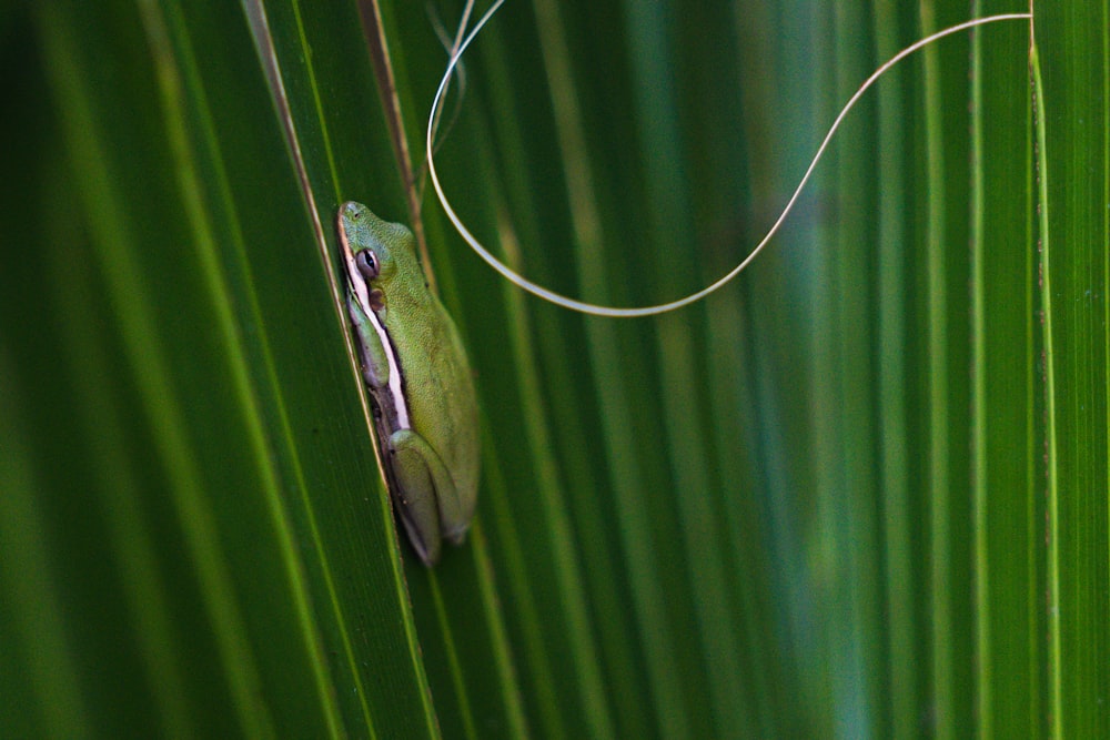 a snake on a leaf