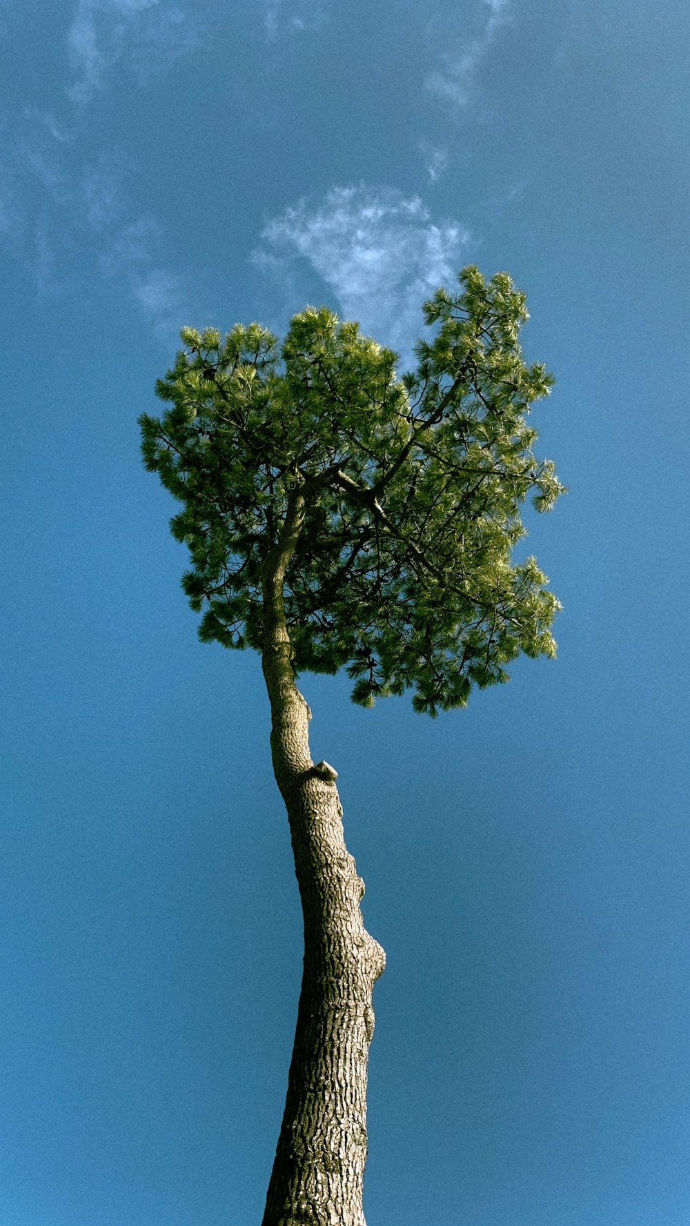 a tree with a blue sky