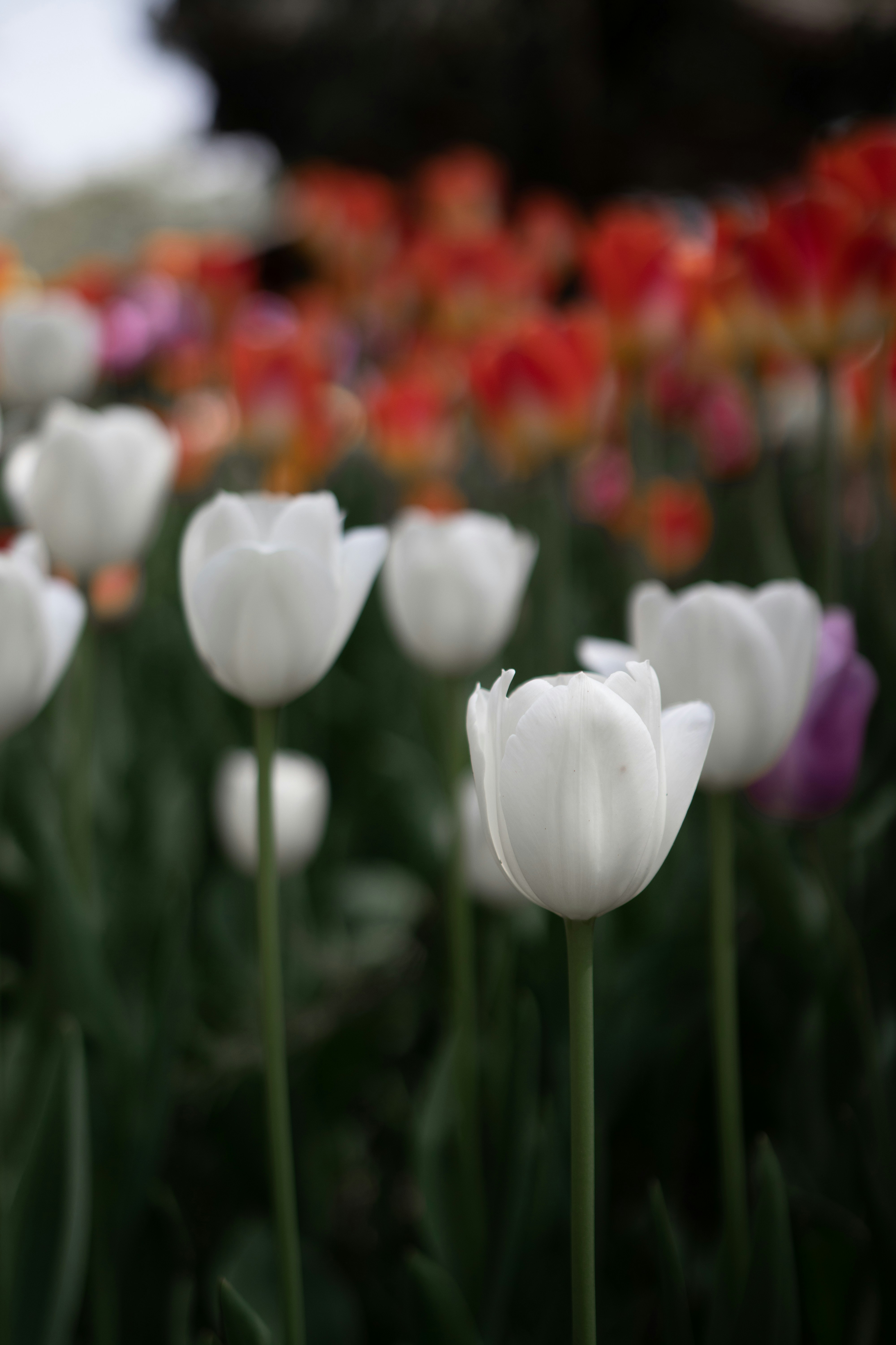 Photo by wudan3551