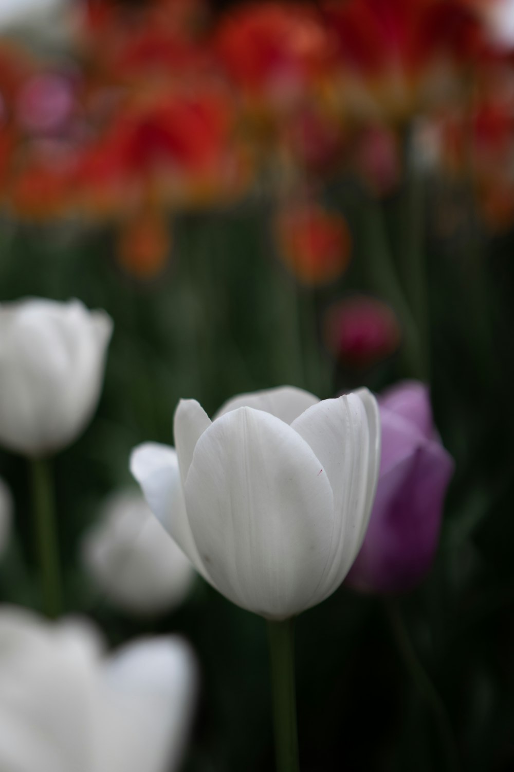 a close up of a flower