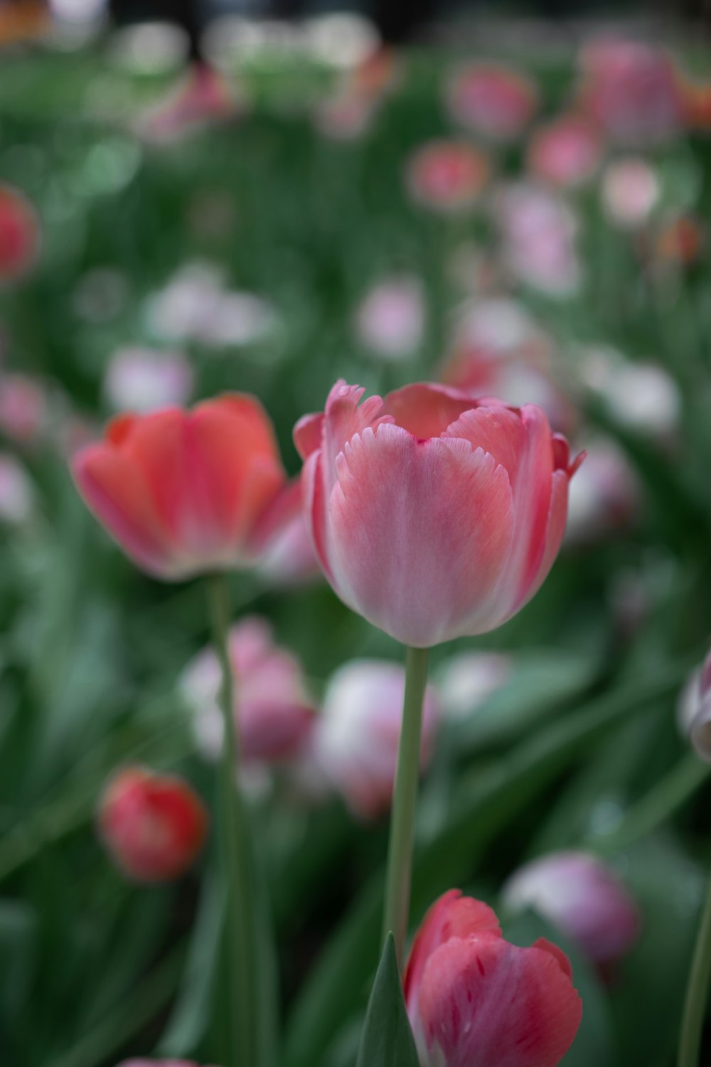 a group of pink flowers