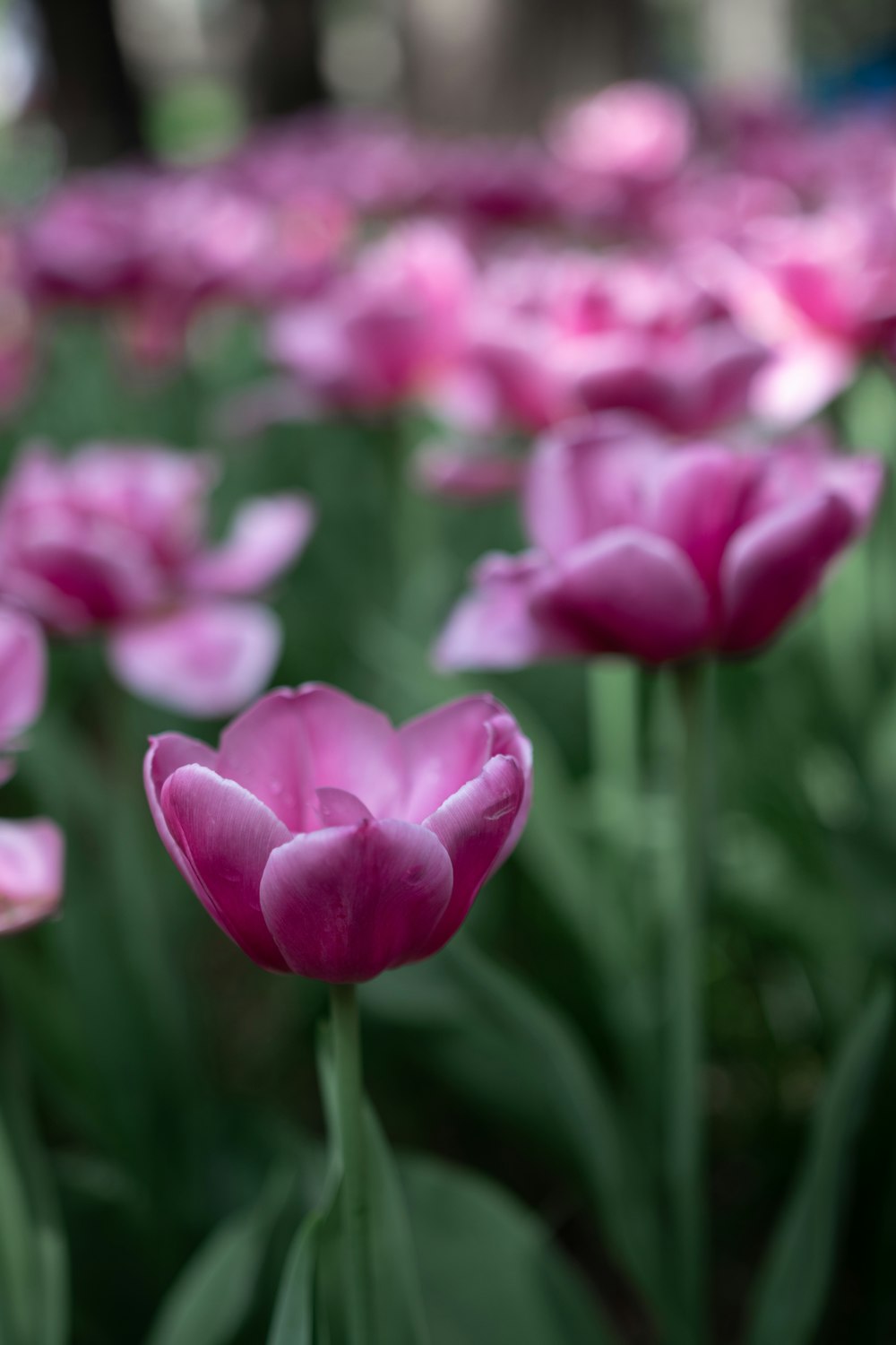 a close up of a flower