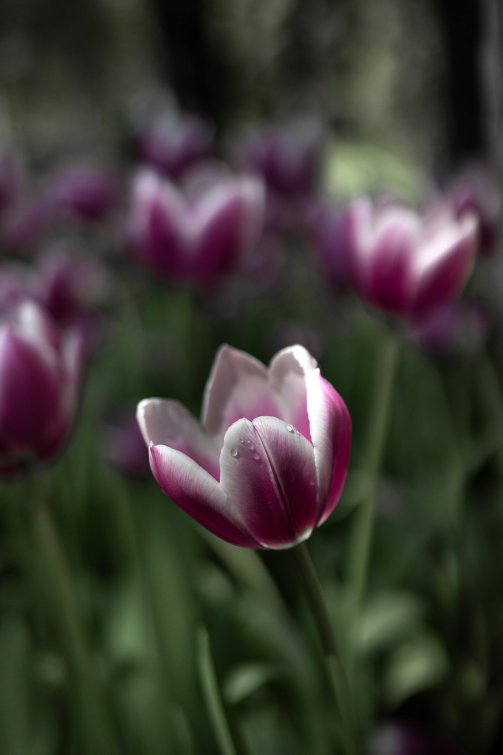 a close up of a flower