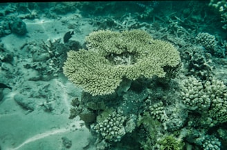 A vibrant coral reef scene underwater displays a large, branching coral surrounded by smaller corals and marine life. Dark fish swim around, adding contrast to the teal and green hues of the coral.