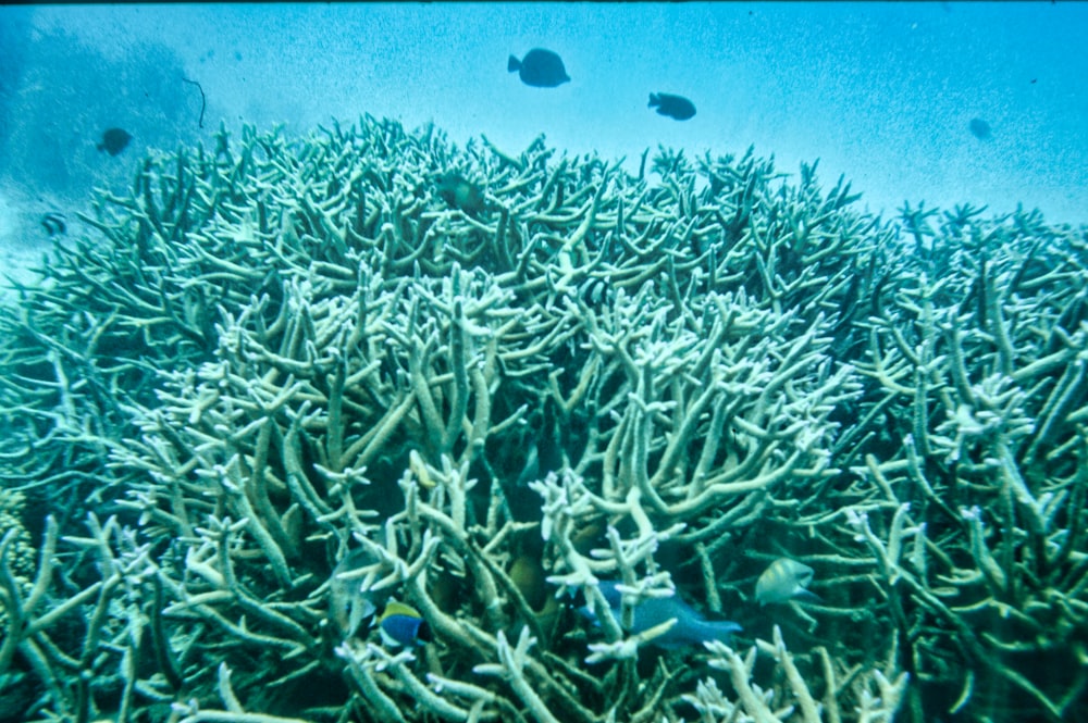 a school of fish swimming in the ocean