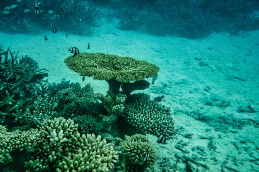 a turtle swimming in the ocean