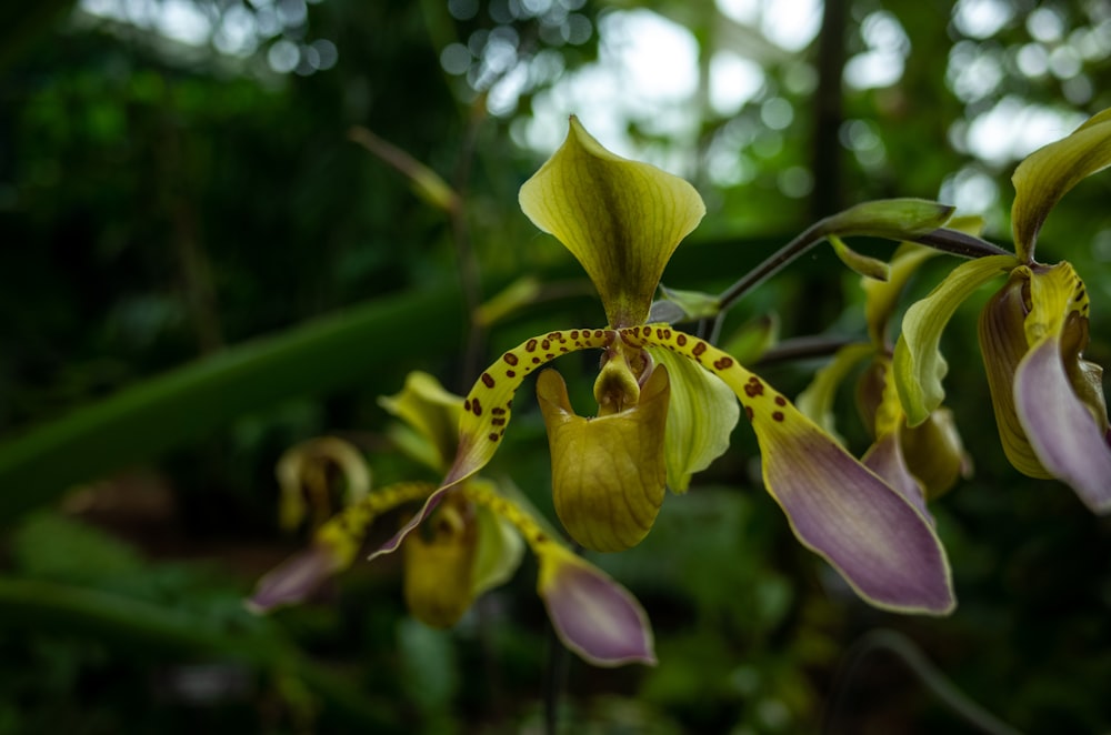 a close up of a flower