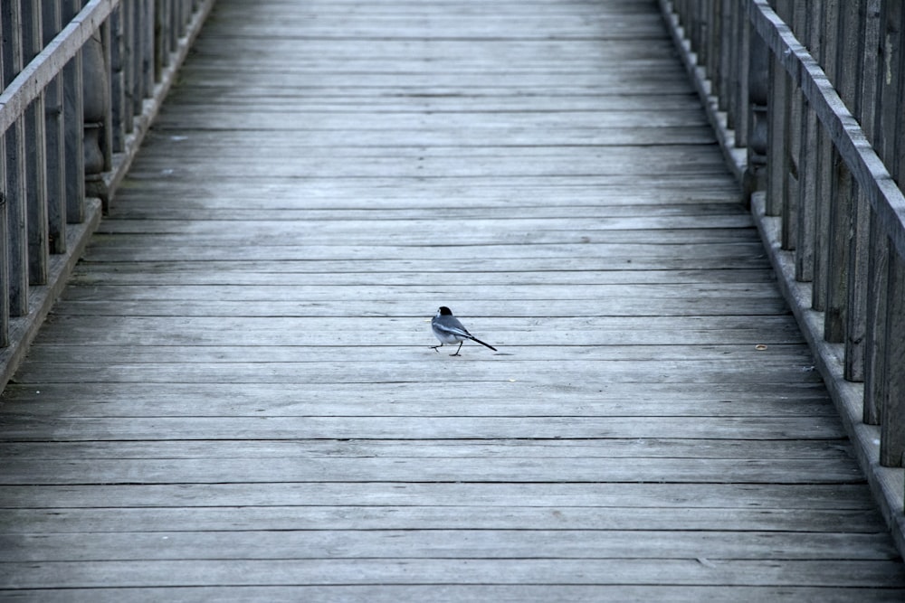 a bird on a wooden bridge