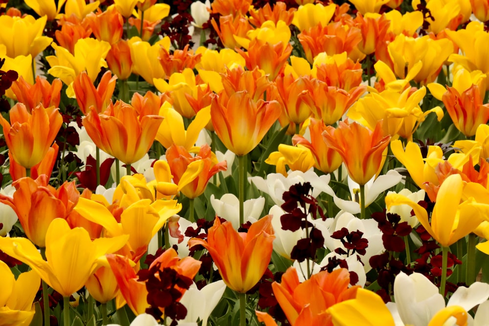 a group of orange and yellow flowers