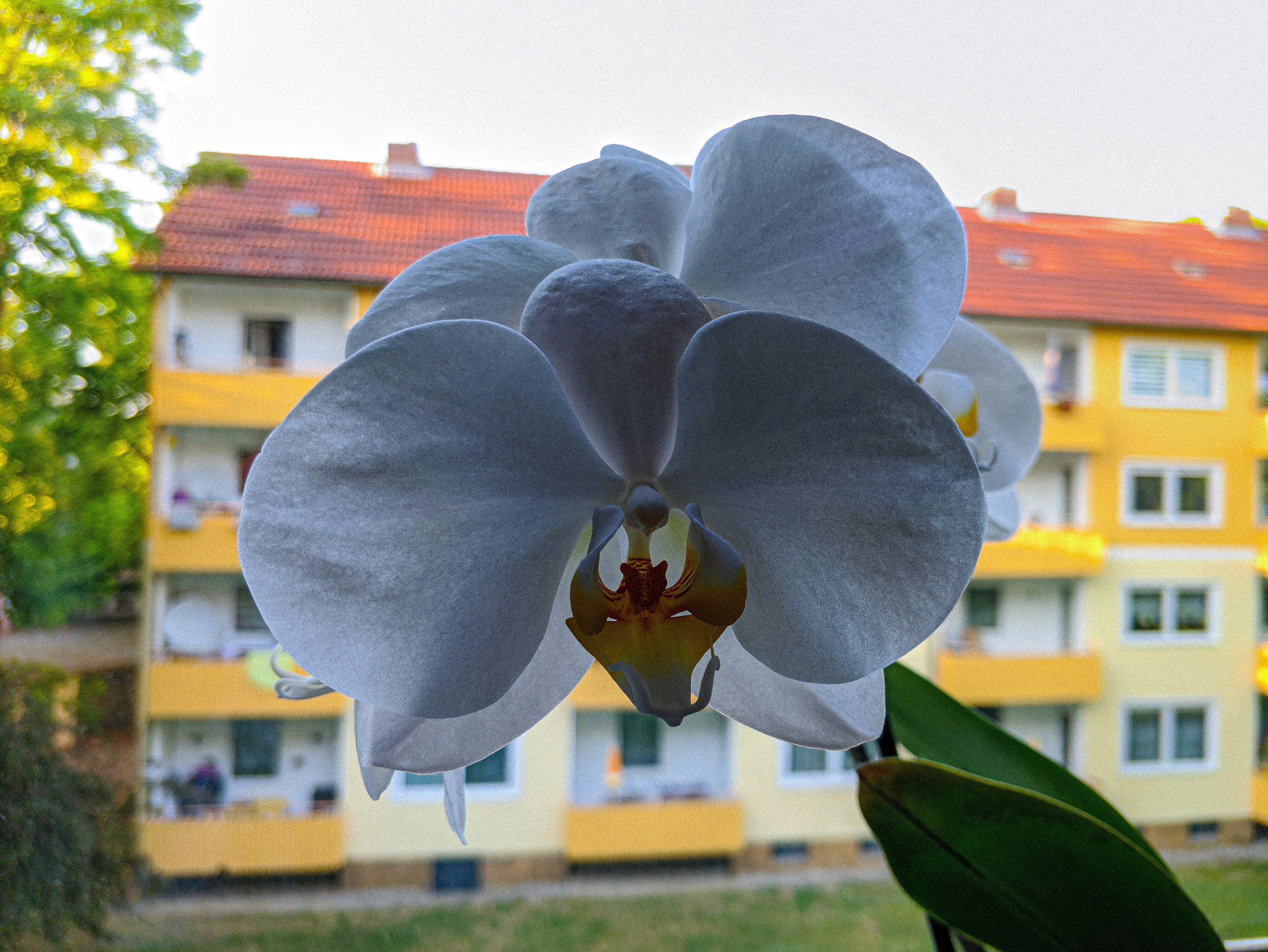 une grande fleur violette