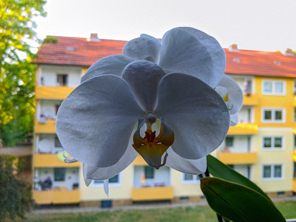 a large purple flower