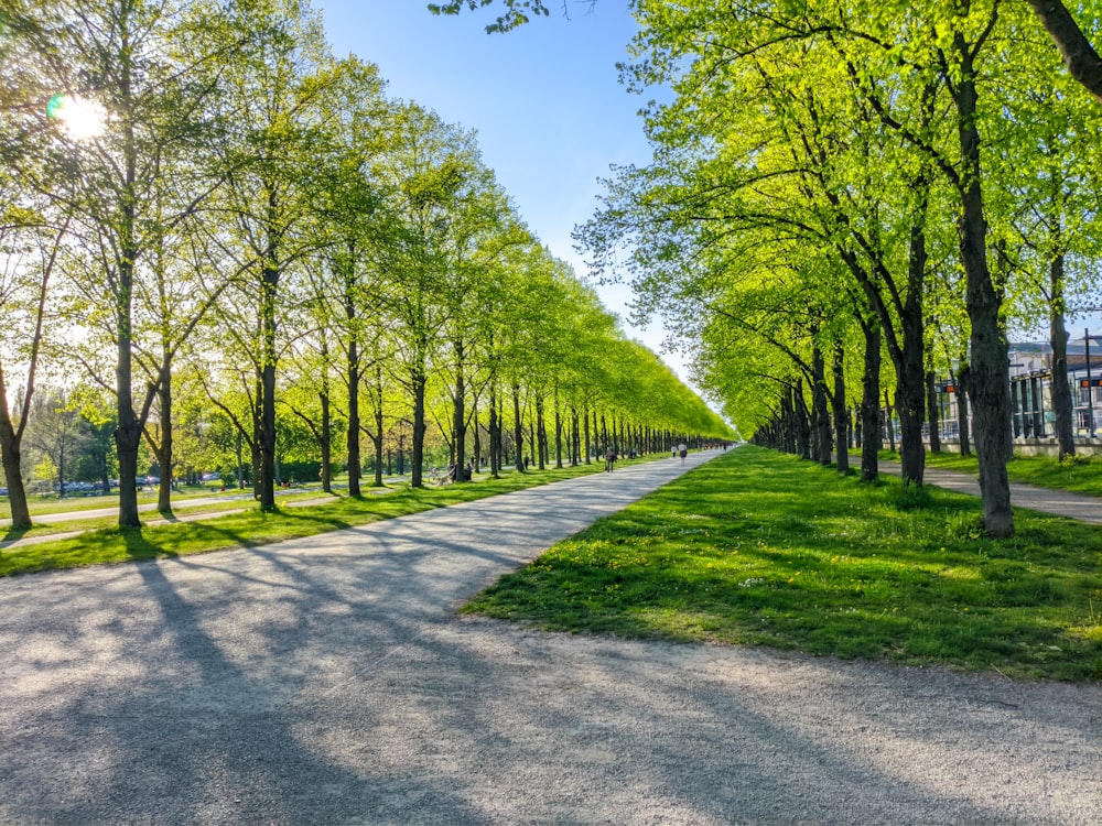 una strada fiancheggiata da alberi