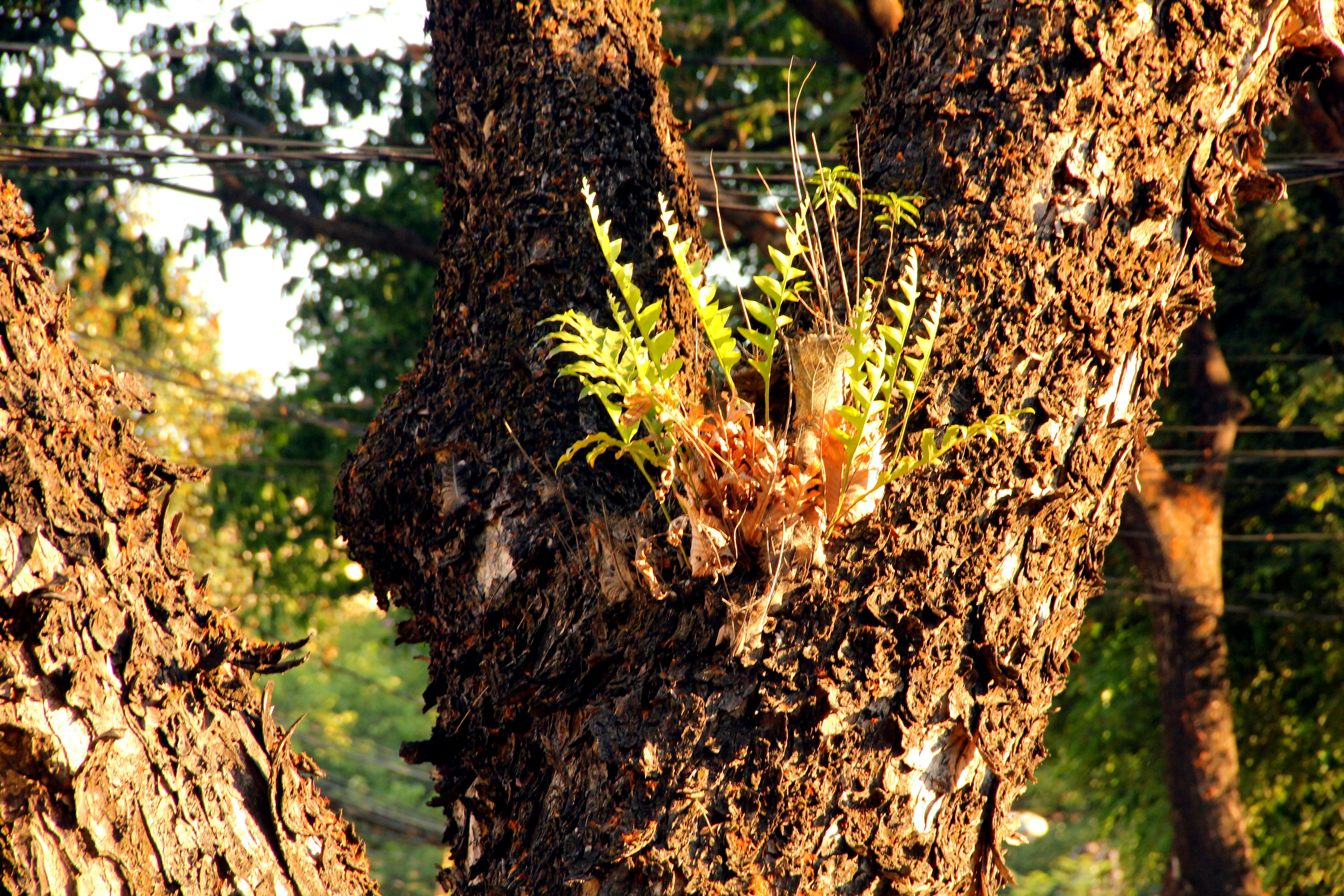 a tree with a bird nest