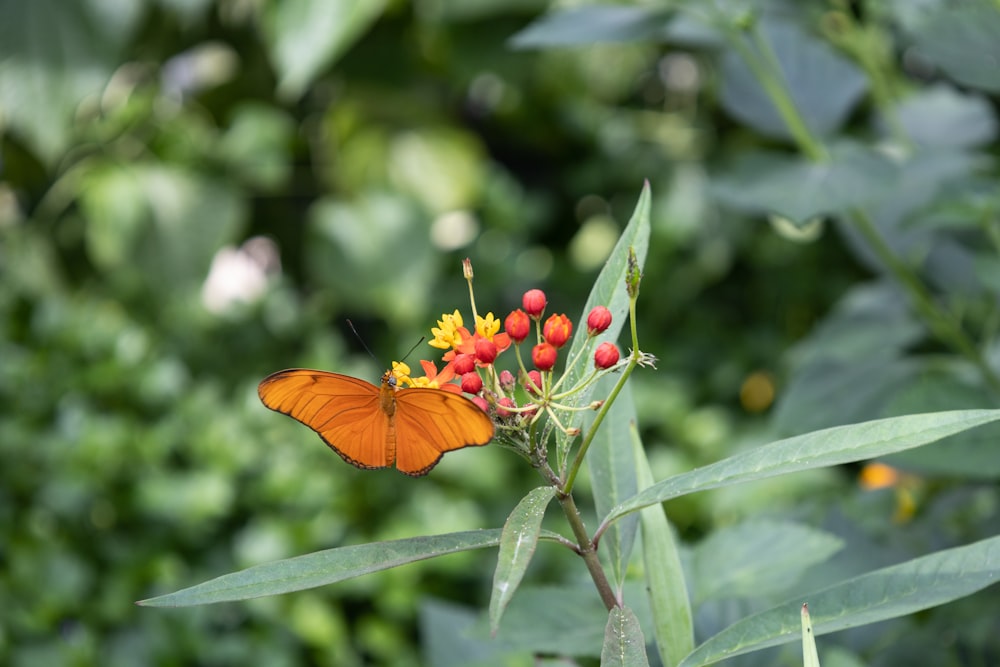 uma borboleta em uma planta