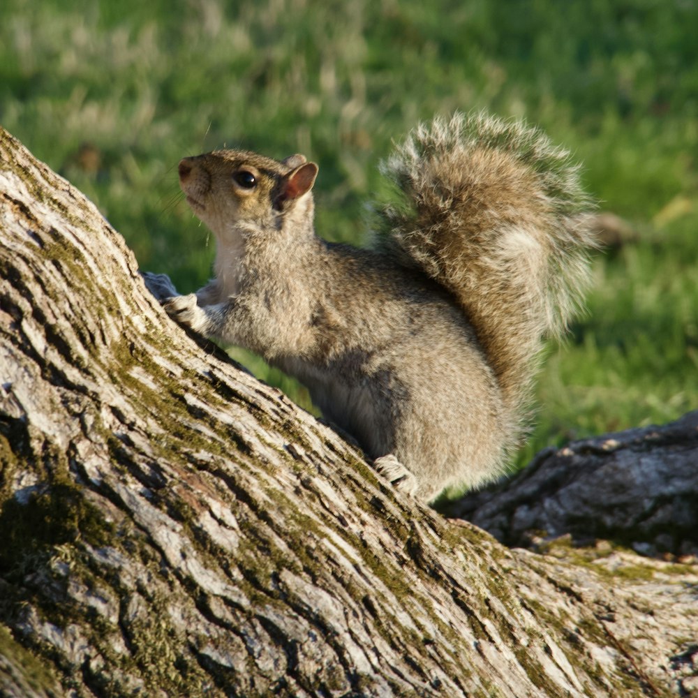 um esquilo em um tronco