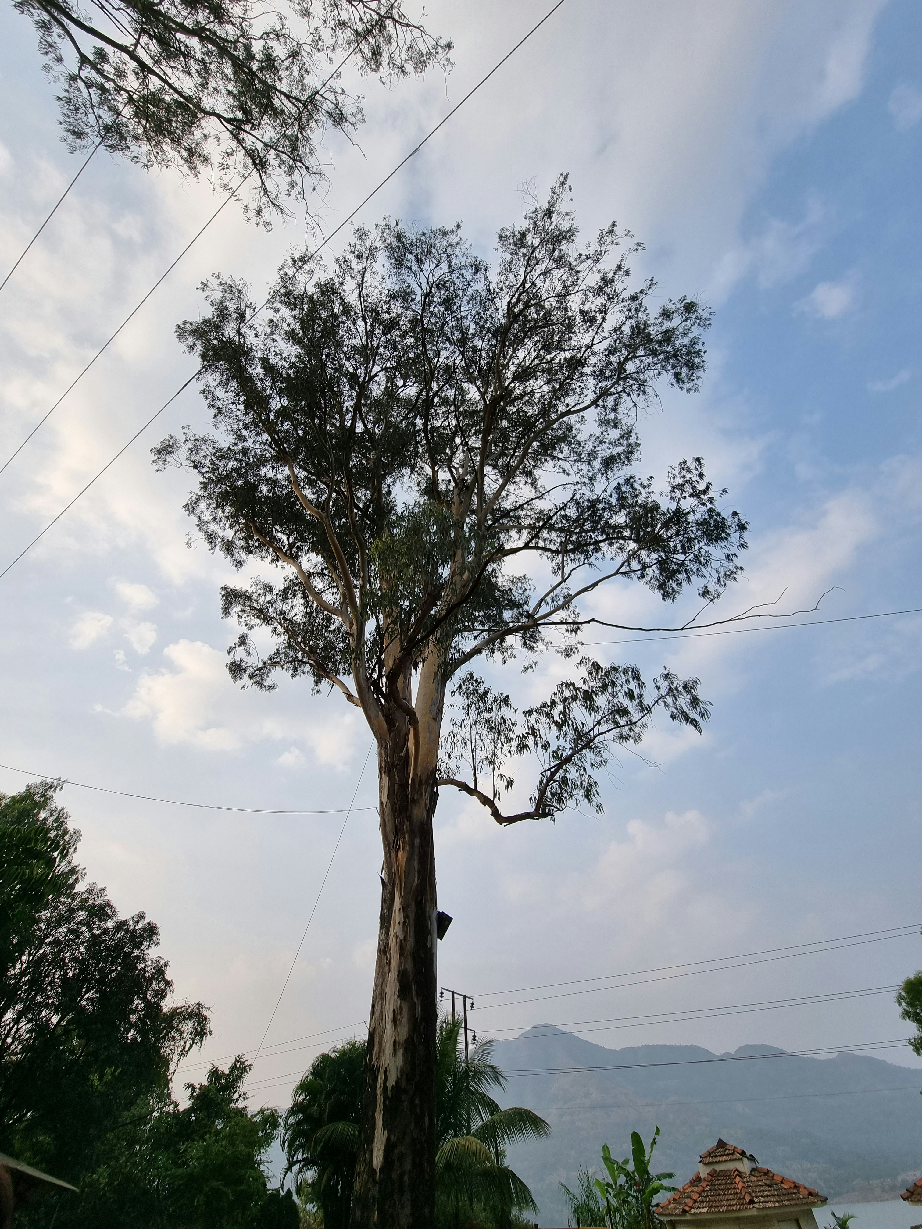Pohon dengan batang besar