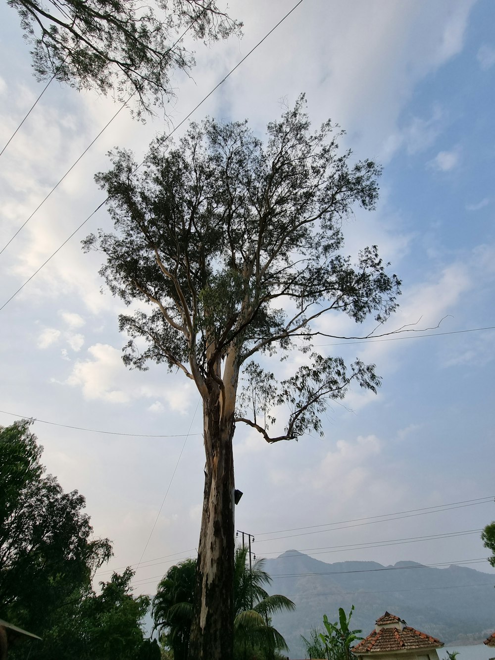 a tree with a large trunk