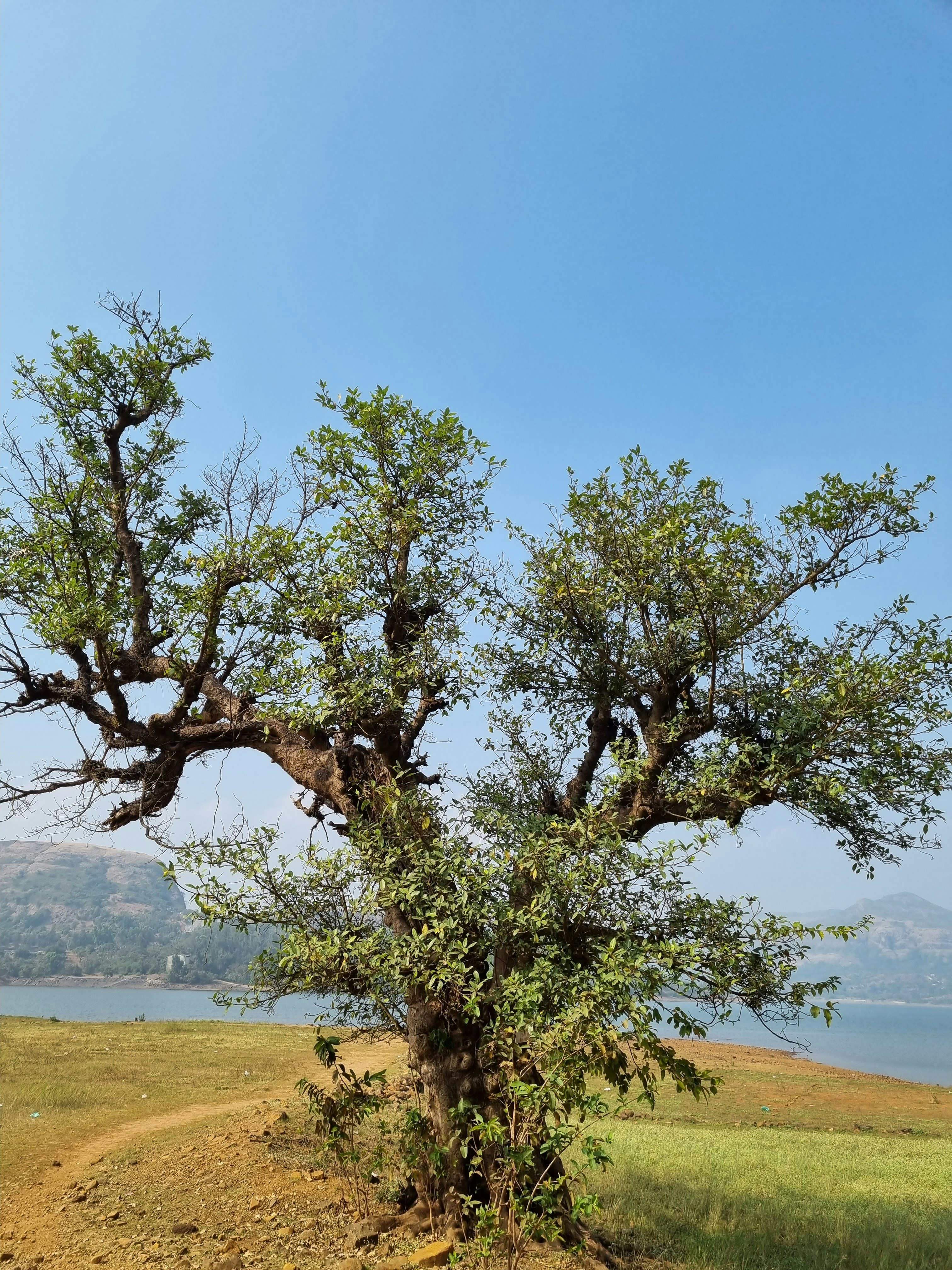 Un árbol en un campo