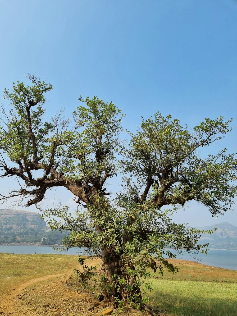 a tree in a field