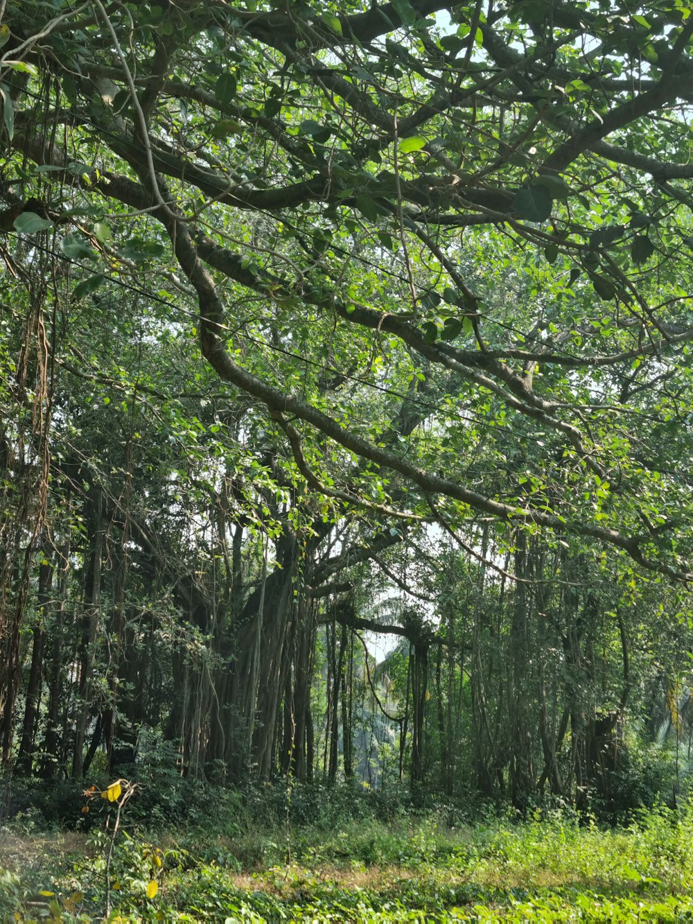 a tree with many branches