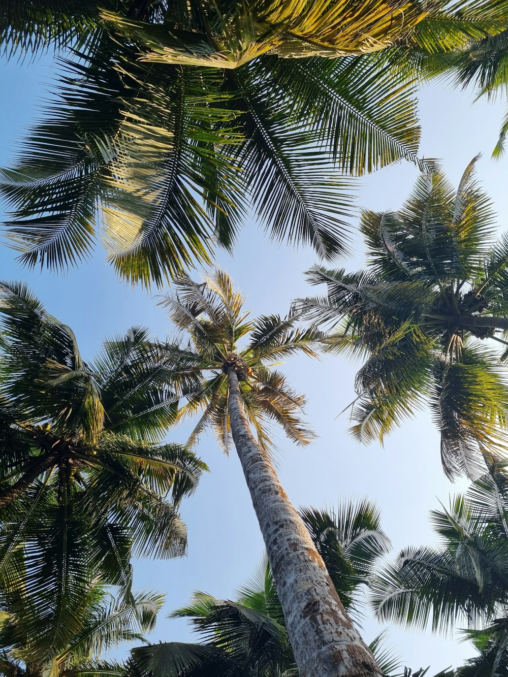 a group of palm trees