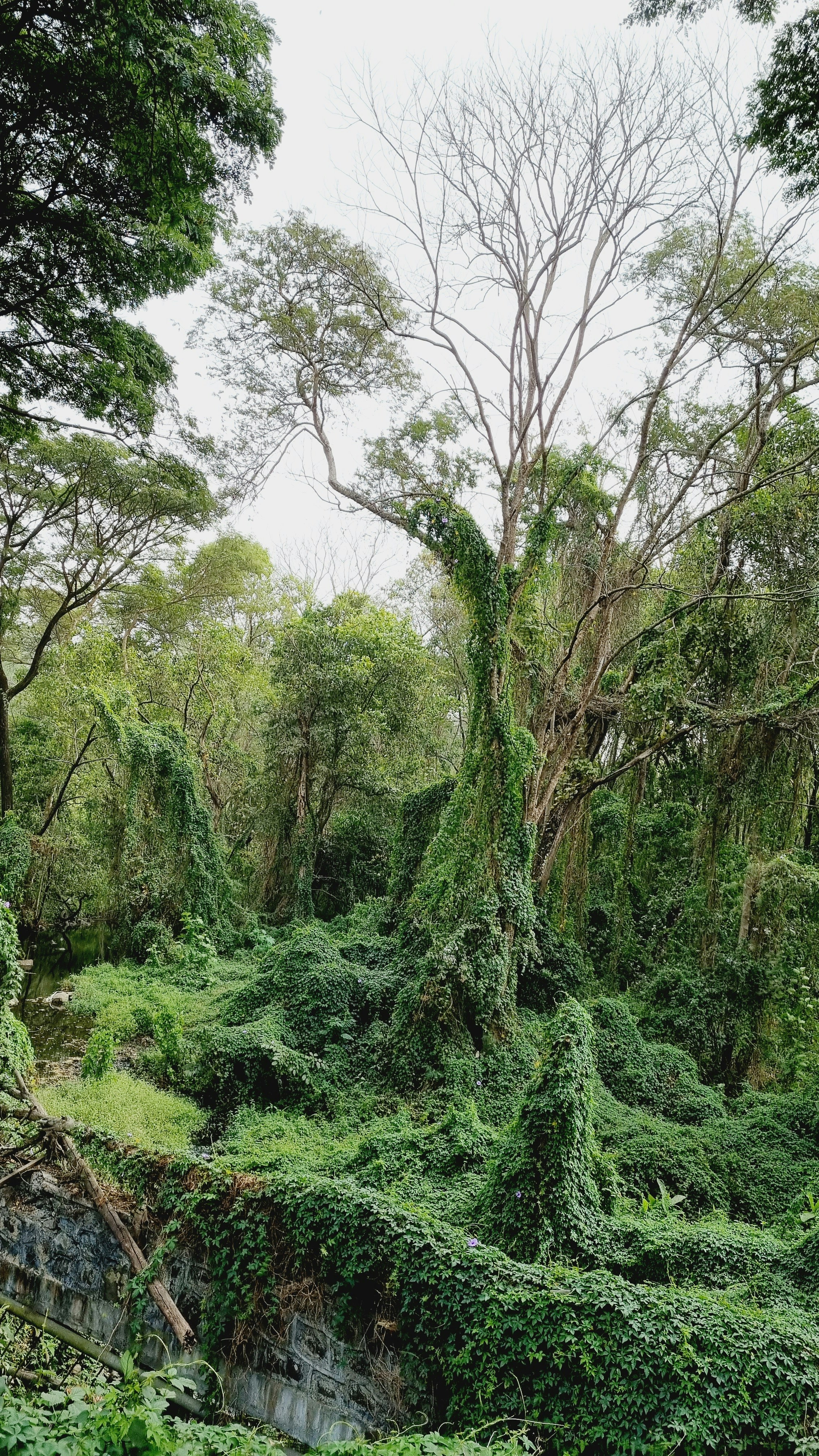 un bosque de árboles